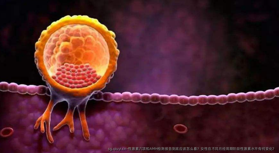 性激素六项和AMH检测报告到底应该怎么看？女性在不同月经周期阶段性激素水平有何变化？