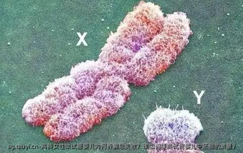高龄女性做试管婴儿为何养囊总失败？该如何提高试管婴儿中胚胎的质量？