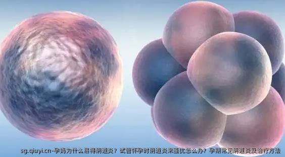 准妈妈为什么易得阴道炎？试管怀孕时阴道炎来骚扰怎么办？孕期常见阴道炎及治疗方法