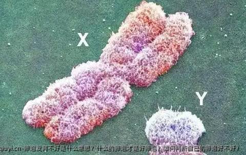 卵泡发育不好是什么意思？什么的卵泡才是好卵泡？如何判断自己的卵泡好不好？
