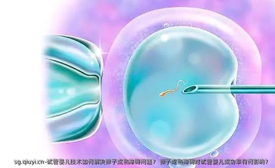 试管婴儿技术如何解决卵子成熟障碍问题？ 卵子成熟障碍对试管婴儿成功率有何影响？