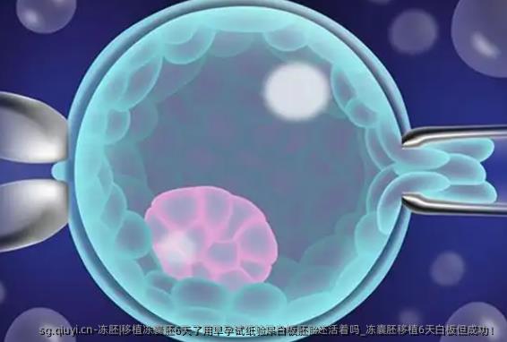 冻胚|移植冻囊胚6天了用早孕试纸验尿白板胚胎还活着吗_冻囊胚移植6天白板但成功！