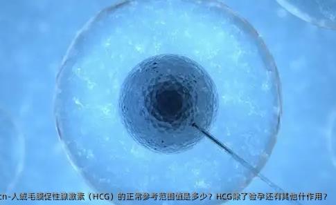 人绒毛膜促性腺激素（HCG）的正常参考范围值是多少？HCG除了验孕还有其他什作用？