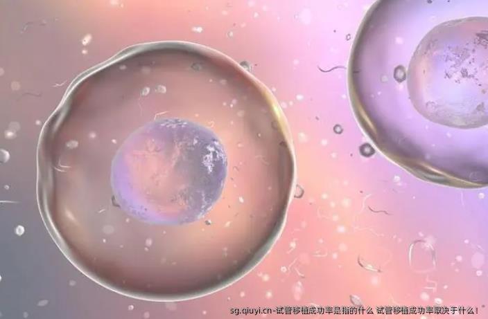 试管移植成功率是指的什么 试管移植成功率取决于什么！