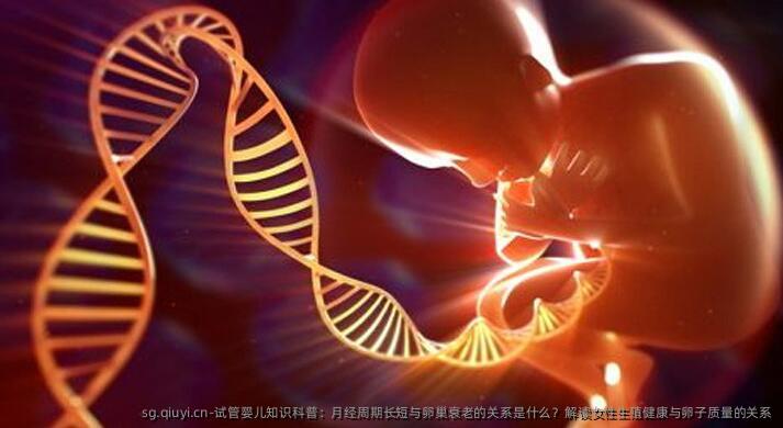试管婴儿知识科普：月经周期长短与卵巢衰老的关系是什么？解读女性生殖健康与卵子质量的关系