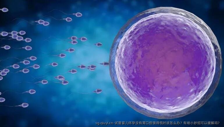 试管婴儿怀孕没有胃口但饿得慌时该怎么办？有啥小妙招可以缓解吗？