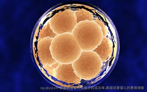 泰国试管婴儿生孩子的成功率,泰国试管婴儿的费用明细