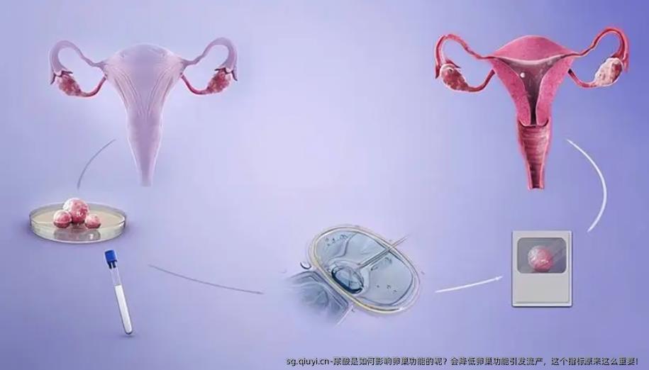 尿酸是如何影响卵巢功能的呢？会降低卵巢功能引发流产，这个指标原来这么重要！