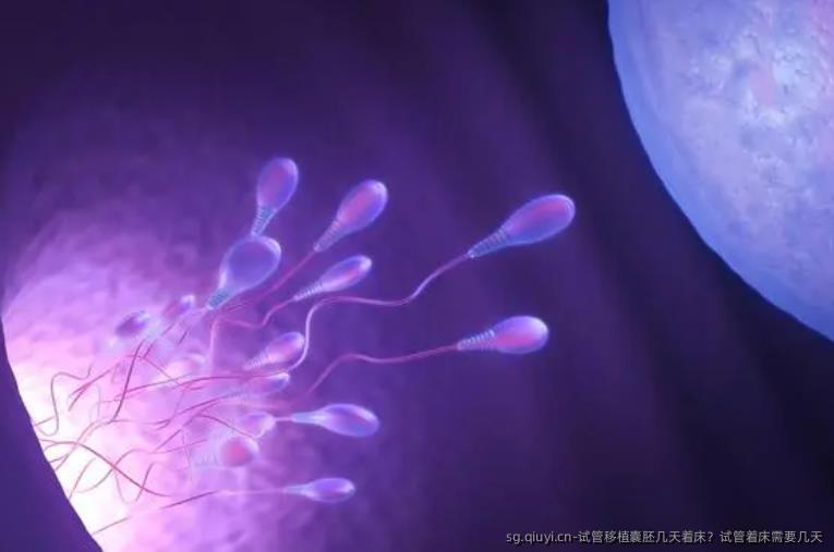 试管移植囊胚几天着床？试管着床需要几天