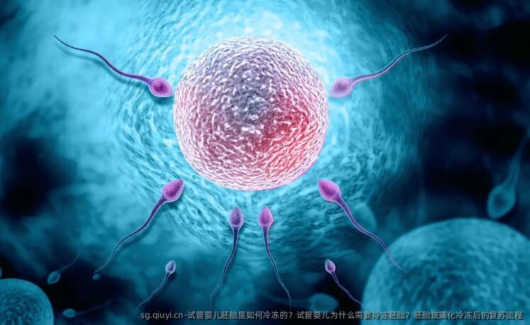 试管婴儿胚胎是如何冷冻的？试管婴儿为什么需要冷冻胚胎？胚胎玻璃化冷冻后的复苏流程