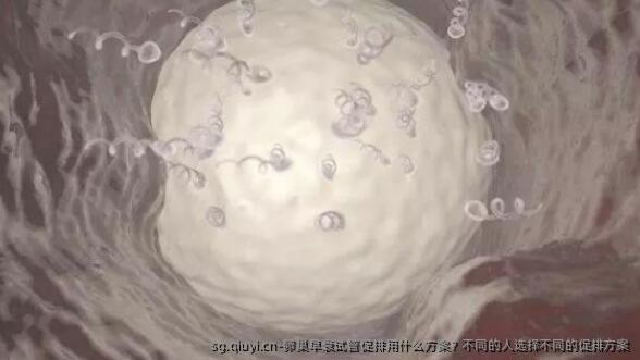 卵巢早衰试管促排用什么方案？不同的人选择不同的促排方案