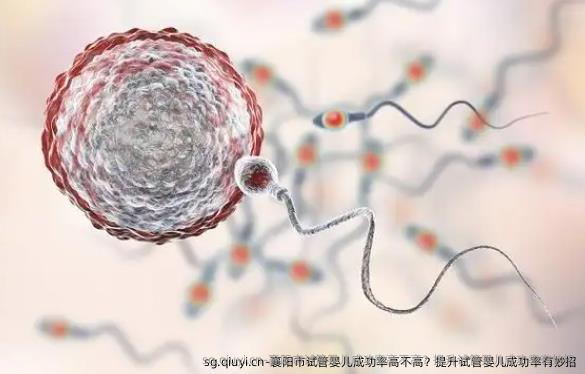 襄阳市试管婴儿成功率高不高？提升试管婴儿成功率有妙招