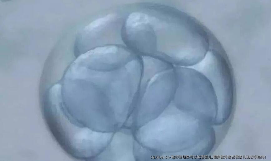 输卵管堵塞可以试管婴儿,输卵管堵塞试管婴儿成功率高吗！