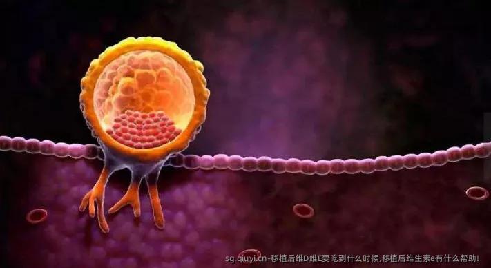 移植后维D维E要吃到什么时候,移植后维生素e有什么帮助！