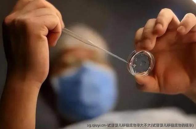 试管婴儿移植成功率大不大(试管婴儿移植成功的概率)