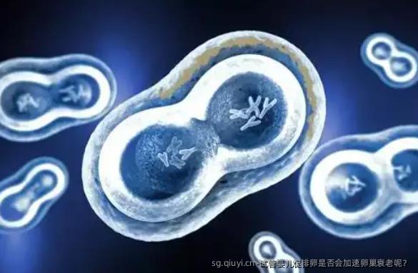 试管婴儿促排卵是否会加速卵巢衰老呢？