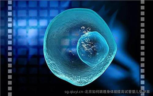 北京如何调理身体能提高试管婴儿受孕率