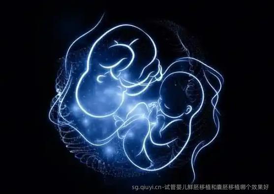 试管婴儿鲜胚移植和囊胚移植哪个效果好