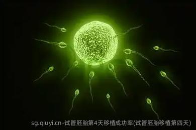 试管胚胎第4天移植成功率(试管胚胎移植第四天)