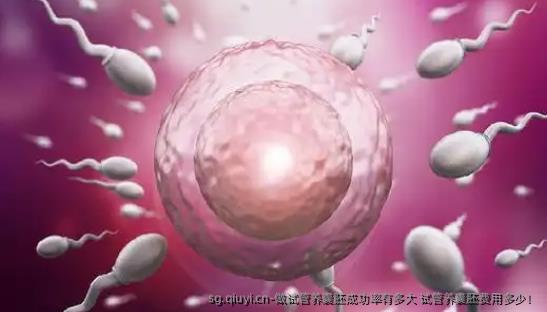 做试管养囊胚成功率有多大 试管养囊胚费用多少！