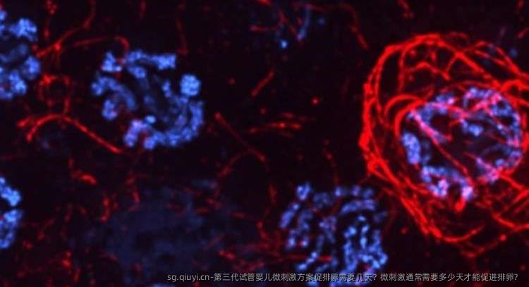 第三代试管婴儿微刺激方案促排卵需要几天？微刺激通常需要多少天才能促进排卵？