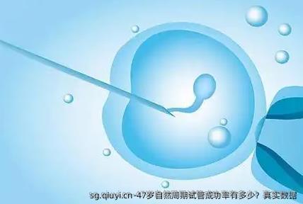 47岁自然周期试管成功率有多少？真实数据