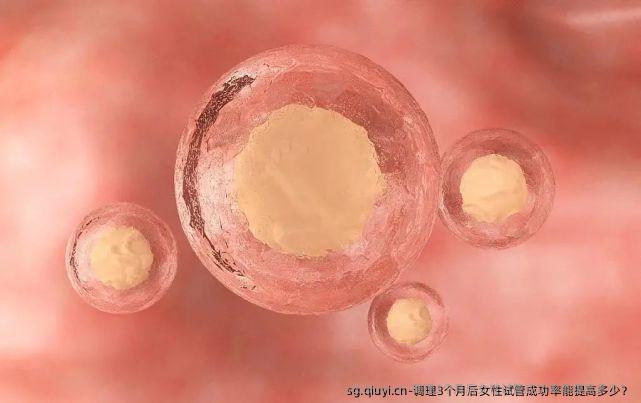 调理3个月后女性试管成功率能提高多少？