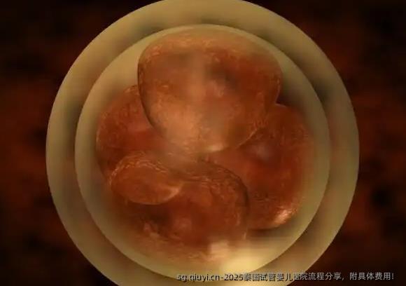 2025泰国试管婴儿医院流程分享，附具体费用！