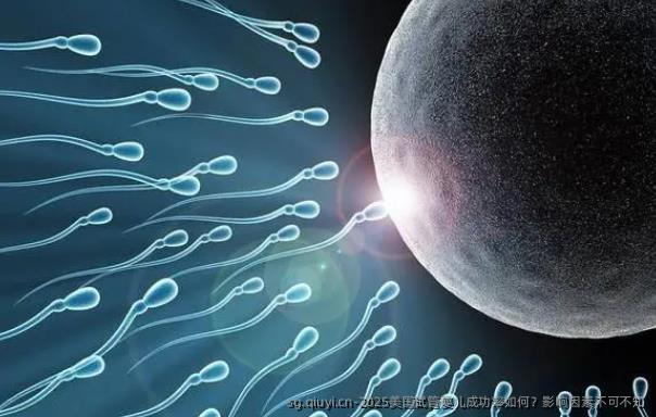 2025美国试管婴儿成功率如何？影响因素不可不知
