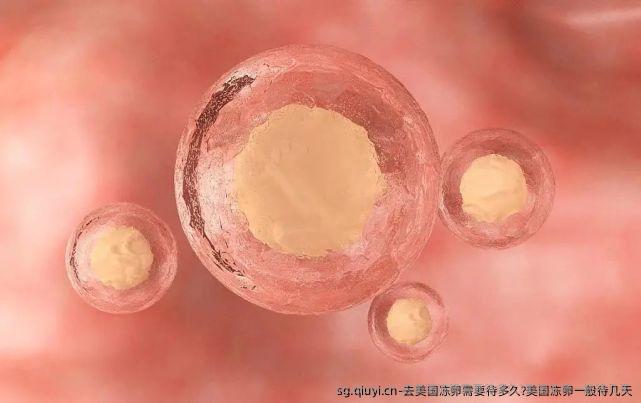 去美国雪藏卵需要待多久?美国雪藏卵一般待几天