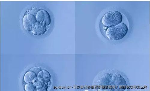 可以自己去俄罗斯做试管吗？现在成功率怎么样