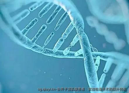 合并子宫肌瘤患者：宫腔粘连手术的额外挑战