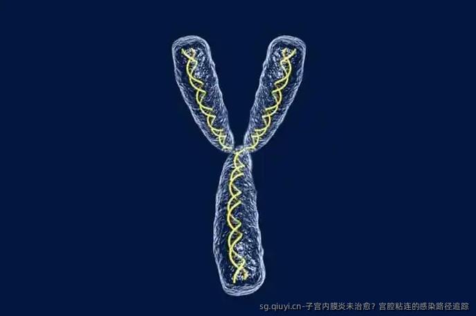 子宫内膜炎未治愈？宫腔粘连的感染路径追踪