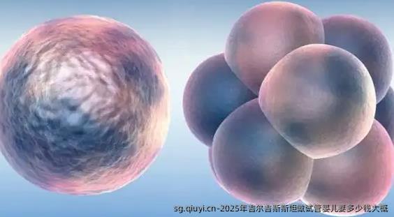 2025年吉尔吉斯斯坦做试管婴儿要多少钱大概