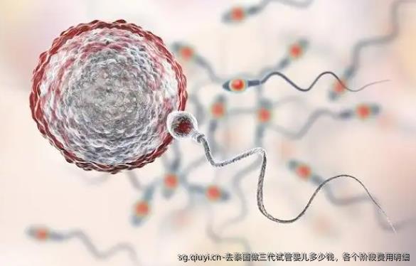 去泰国做三代试管婴儿多少钱，各个阶段费用明细