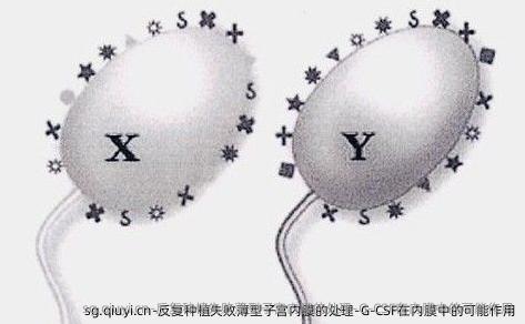 反复种植失败薄型子宫内膜的处理-G-CSF在内膜中的可能作用