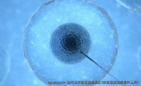 如何治疗肠道菌群紊乱?修复肠道菌群用什么药?
