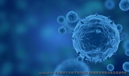 生地黄对于女性子宫内膜生长的调养作用和功效及促进作用