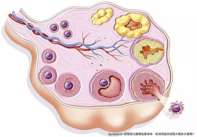 试管婴儿费用估算参考：杭州邵逸夫试管大概多少费用？