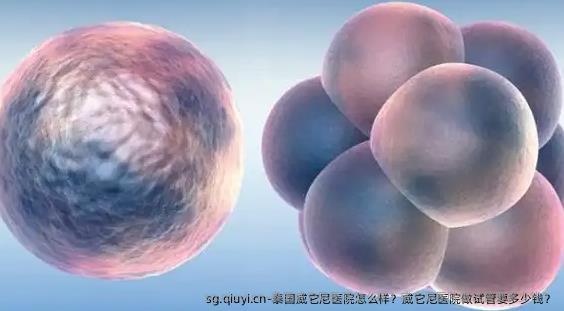 泰国威它尼医院怎么样？威它尼医院做试管要多少钱？