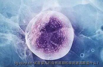 试管婴儿的自然周期和微刺激周期是什么？