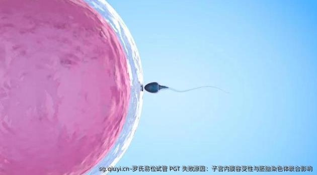 罗氏易位试管 PGT 失败原因：子宫内膜容受性与胚胎染色体嵌合影响