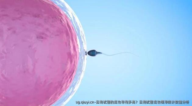 云南试管的成功率有多高？云南试管成功概率统计数据分析