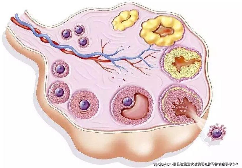 商丘做第三代试管婴儿助孕的价格是多少？