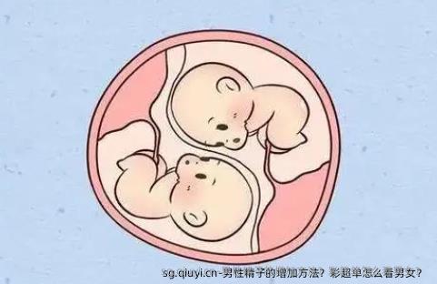 男性精子的增加方法？彩超单怎么看男女？ 