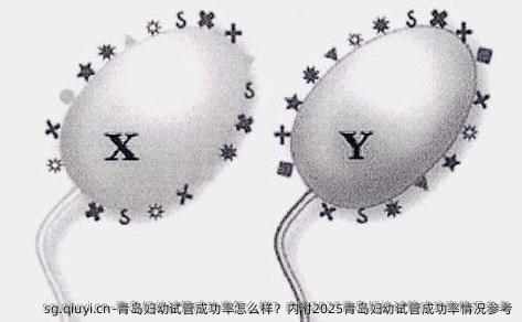 青岛妇幼试管成功率怎么样？内附2025青岛妇幼试管成功率情况参考