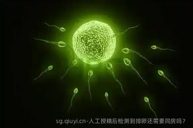 人工授精后检测到排卵还需要同房吗？