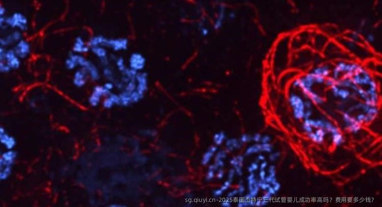 2025泰国杰特宁三代试管婴儿成功率高吗？费用要多少钱？