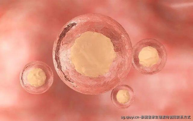 泰国皇家生殖遗传医院联系方式