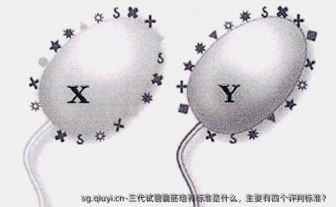 三代试管囊胚培养标准是什么，主要有四个评判标准？